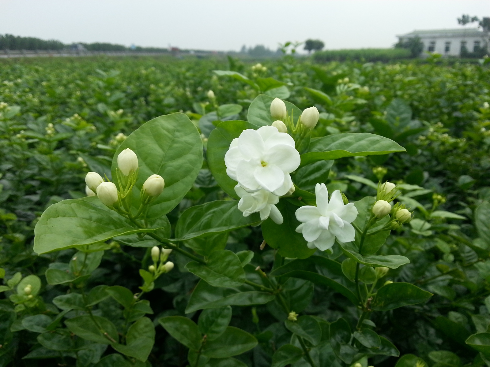 10 LỢI ÍCH CỰC TỐT KHI UỐNG TRÀ HOA NHÀI